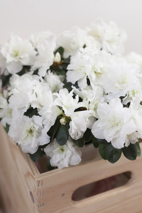 Azalee Pflege und Wissenswertes über den populären Rhododendron schnee weiße azalee blüten
