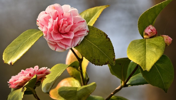 Azalee Pflege und Wissenswertes über den populären Rhododendron schöne blüten auf zweig