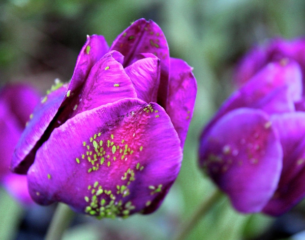 Blattläuse natürlich bekämpfen – Mittel gegen Schädlinge im Garten läusen schädlinge auf tulpen
