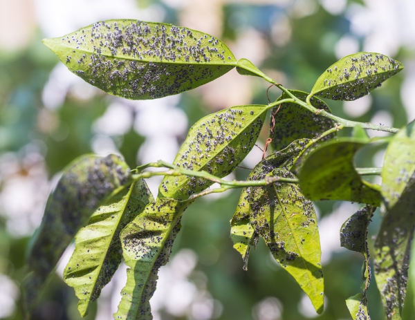 Blattläuse natürlich bekämpfen – Mittel gegen Schädlinge im Garten schimmel schwarz von läusen saft