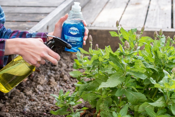 Blattläuse natürlich bekämpfen – Mittel gegen Schädlinge im Garten seifenwasser gegen läusen waschmittel