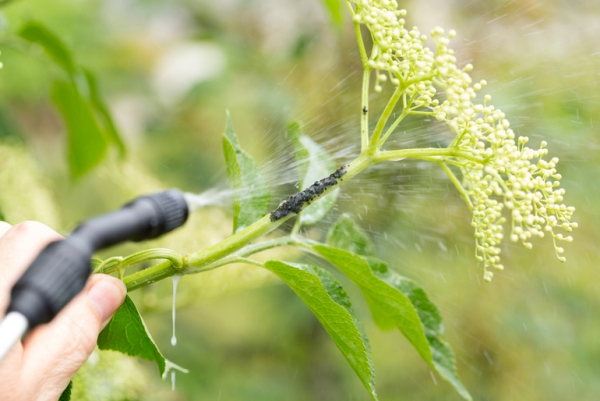 Blattläuse natürlich bekämpfen – Mittel gegen Schädlinge im Garten seifenwasser gegen schädlinge läuse