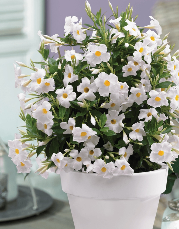 Dipladenia Pflege und Besonderheiten der beliebten Zimmerpflanze balkon pflanze weiß weißer topf