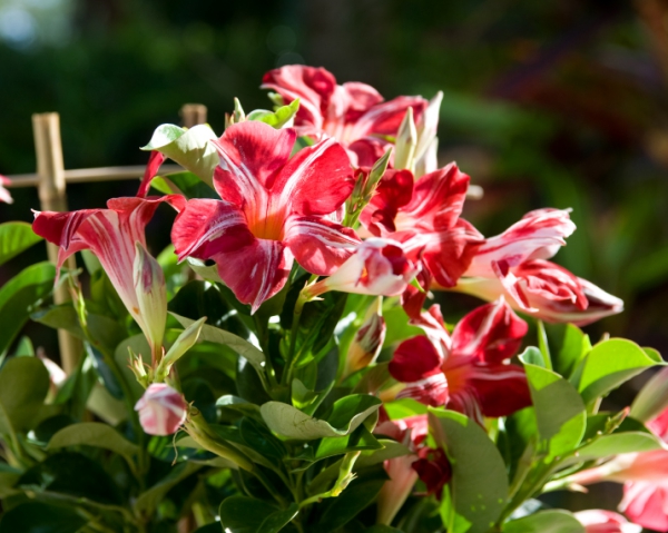 Dipladenia Pflege und Besonderheiten der beliebten Zimmerpflanze hybride rot weiß gestreift