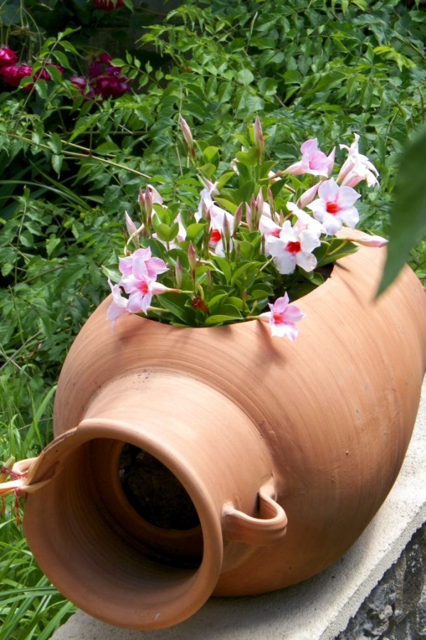 Dipladenia Pflege und Besonderheiten der beliebten Zimmerpflanze pflanzen im sommer nach draußen bringen