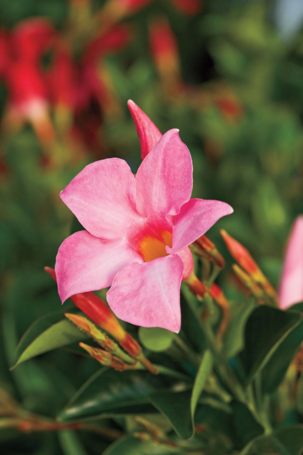 Dipladenia Pflege und Besonderheiten der beliebten Zimmerpflanze rosa blüte macrofotgrafie