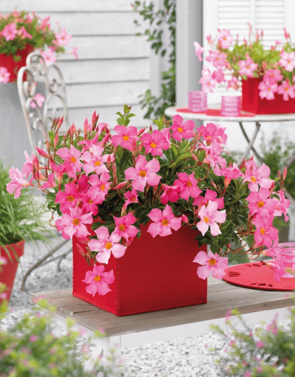 Dipladenia Pflege und Besonderheiten der beliebten Zimmerpflanze rosa blüten in roten topf schick