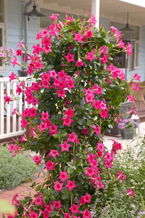 Dipladenia Pflege und Besonderheiten der beliebten Zimmerpflanze rosa kletterpflanze garten sommer