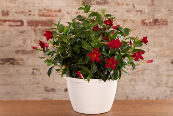 Dipladenia Pflege und Besonderheiten der beliebten Zimmerpflanze rote blumen im topf zimmerpflanze