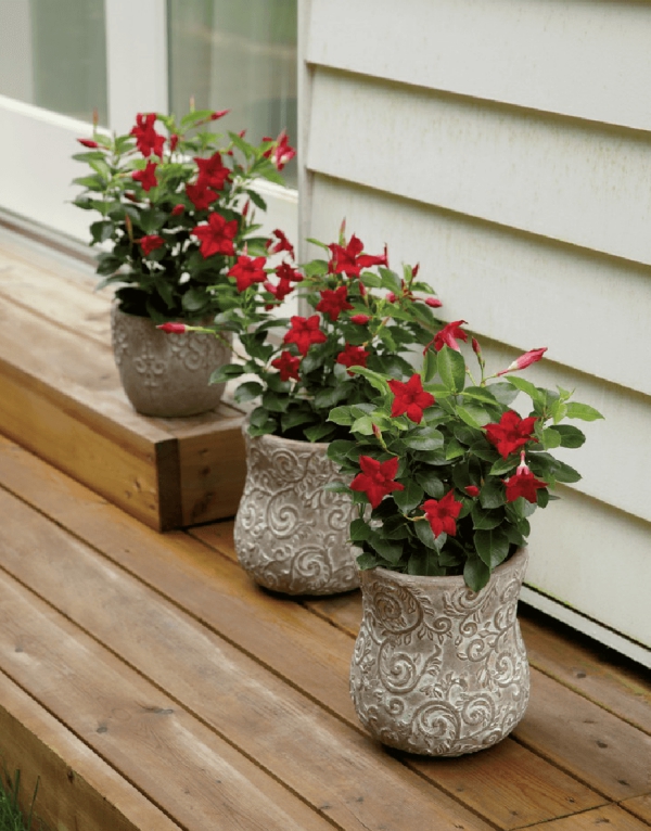 Dipladenia Pflege und Besonderheiten der beliebten Zimmerpflanze rote blüten in terrakotta töpfe