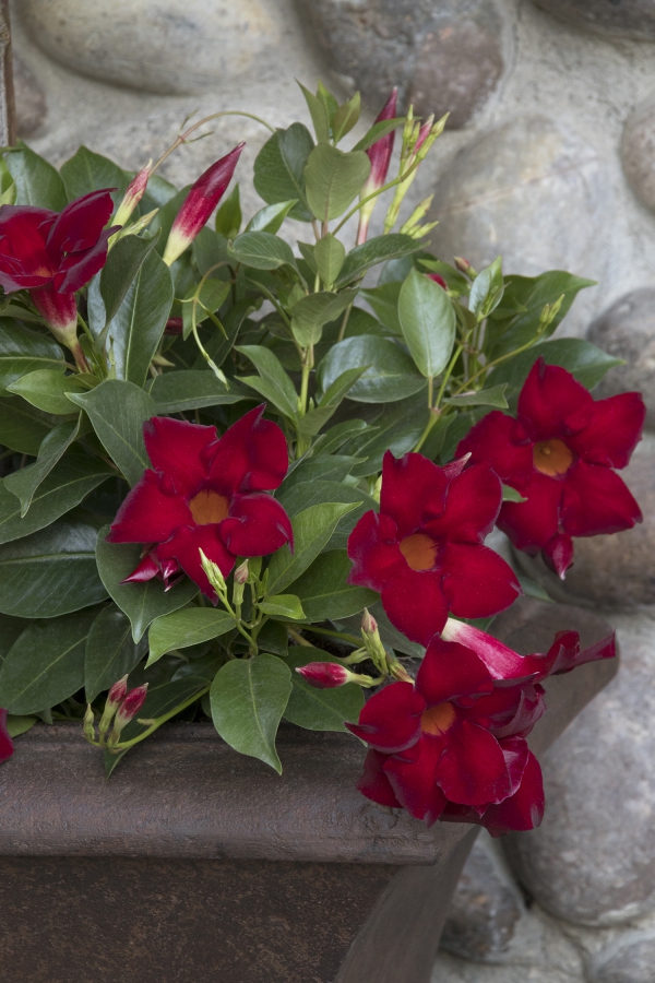Dipladenia Pflege und Besonderheiten der beliebten Zimmerpflanze rote flauschige blüten im topf
