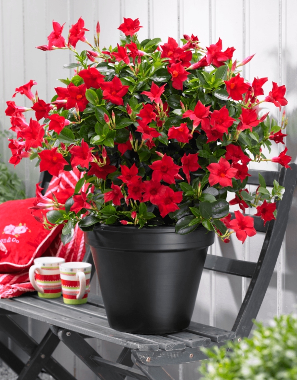 Dipladenia Pflege und Besonderheiten der beliebten Zimmerpflanze rote variante terrasse pflanze