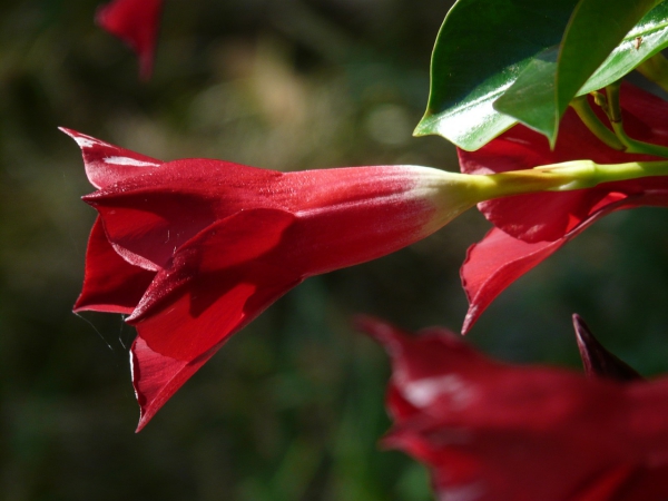 Dipladenia Pflege und Besonderheiten der beliebten Zimmerpflanze ungeöffnete blüte rot hübsch