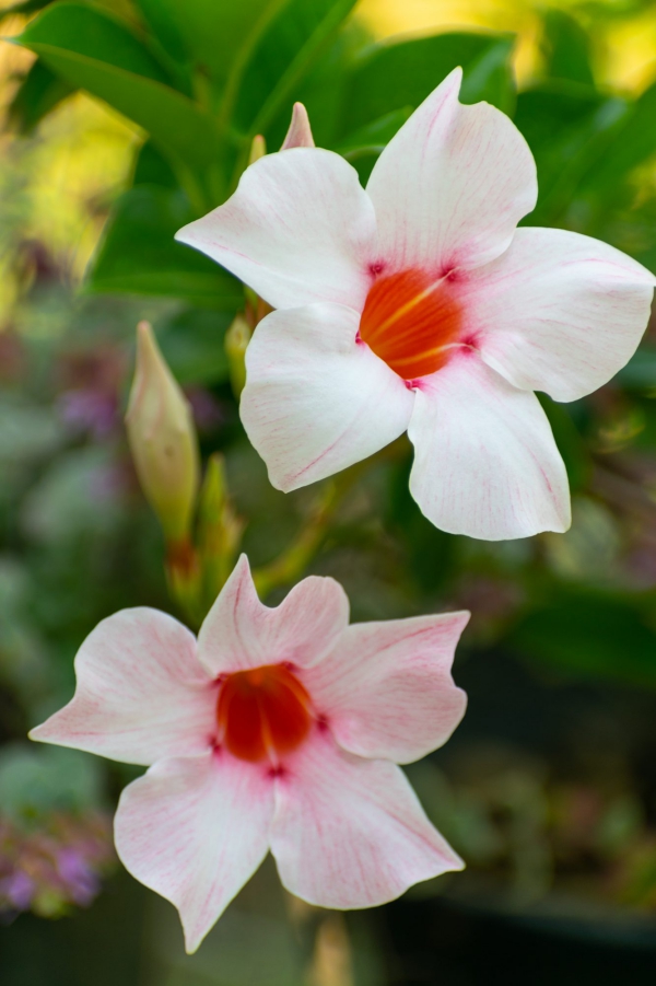 Dipladenia Pflege und Besonderheiten der beliebten Zimmerpflanze weiß rote blüten hübsch
