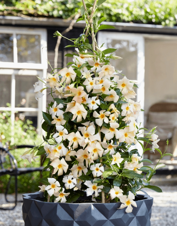Dipladenia Pflege und Besonderheiten der beliebten Zimmerpflanze weiß und gelb blüten garten sommer