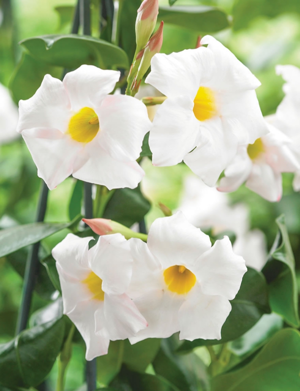 Dipladenia Pflege und Besonderheiten der beliebten Zimmerpflanze weiße variante mit gelber mitte