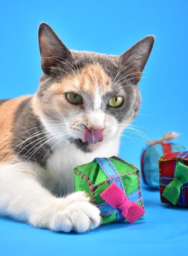 Einfaches Katzenspielzeug selber machen, das Mieze lieben wird kleine geschenke plüsch katzenminze