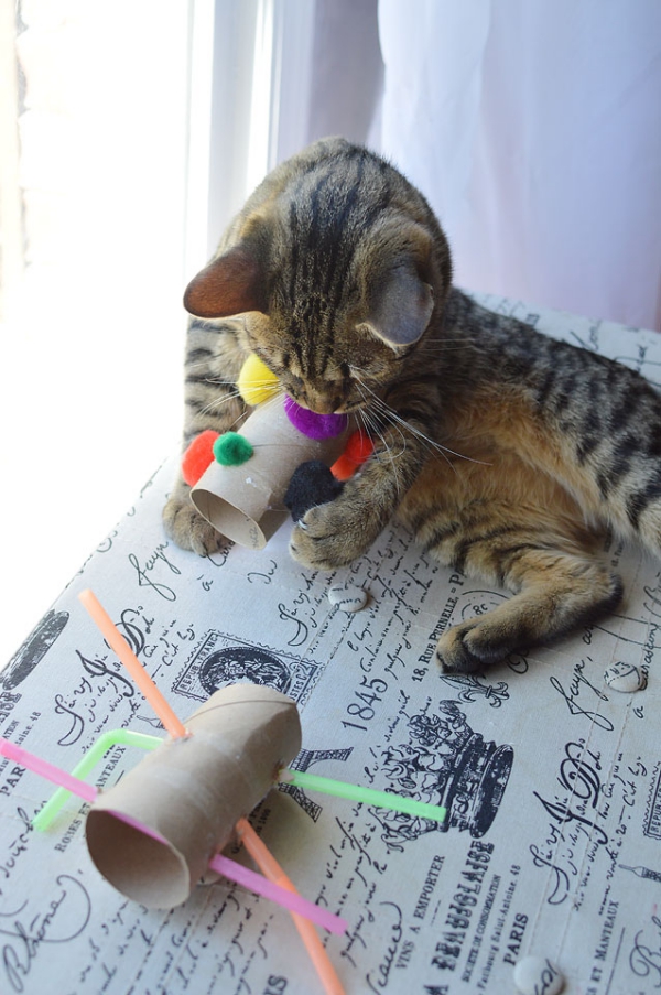Einfaches Katzenspielzeug selber machen, das Mieze lieben wird klopapierrollen mit pompons und pfeifenputzer