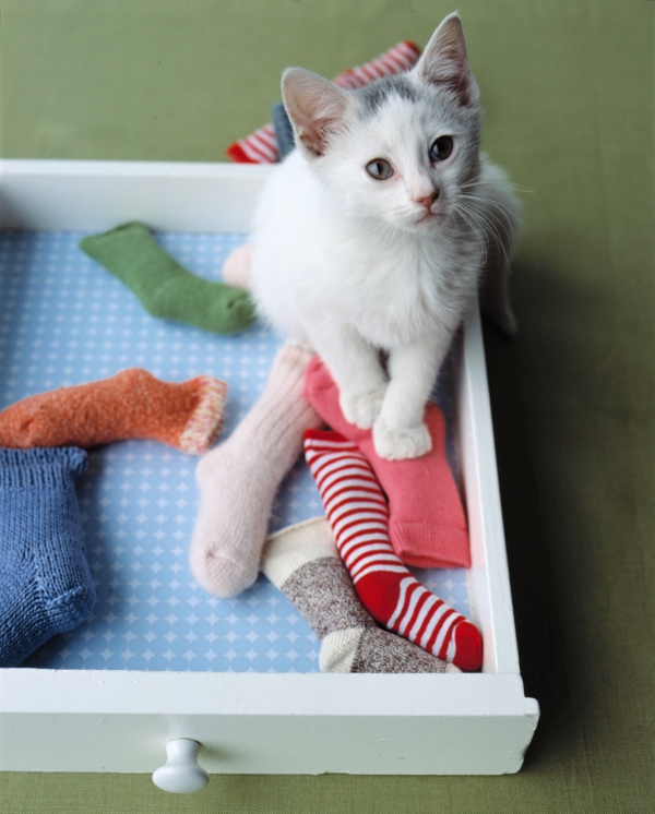 Einfaches Katzenspielzeug selber machen, das Mieze lieben wird kätzchen spielzeug baby socken