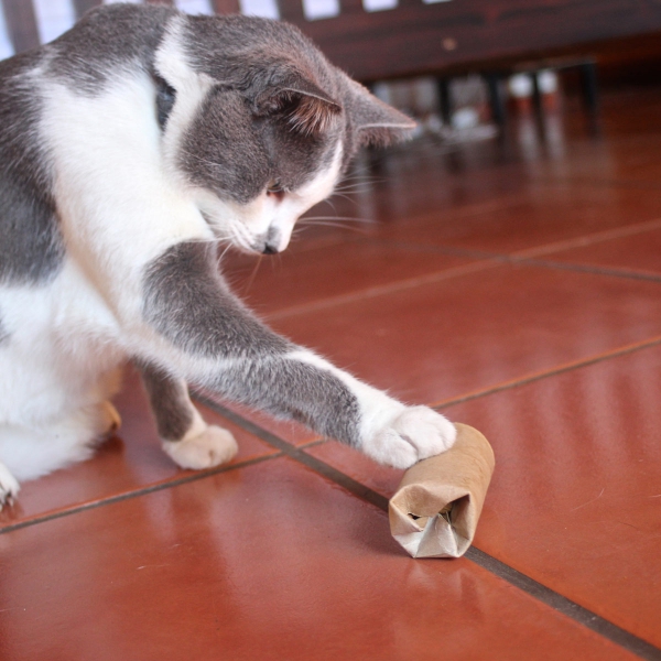 Einfaches Katzenspielzeug selber machen, das Mieze lieben wird puzzle spielzeug klopapierrolle