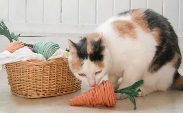 Einfaches Katzenspielzeug selber machen, das Mieze lieben wird spielzeug zu ostern möhren karotten
