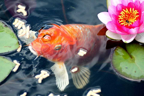 Moderne Gartenteich Ideen und Tipps für Ihren Traumgarten koi fisch und wasserlilie japan