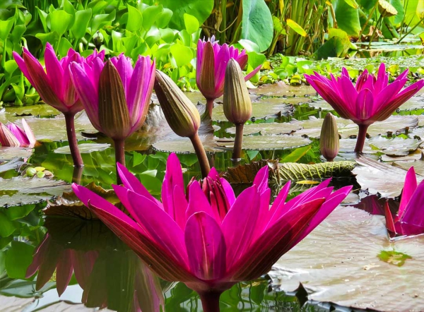 Moderne Gartenteich Ideen und Tipps für Ihren Traumgarten wasserlilien lila blühend