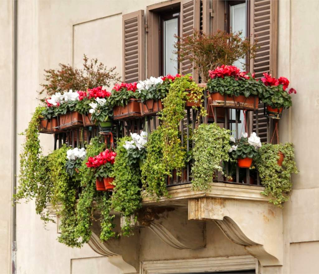 rankende pflanzen balkon immergrüne kletterpflanzen