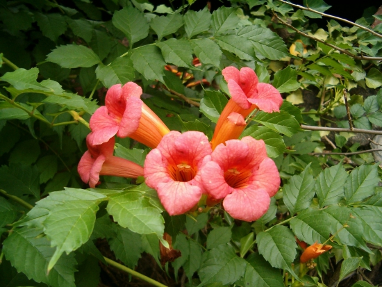 trompetenblume rankende pflanzen rankpflanzen