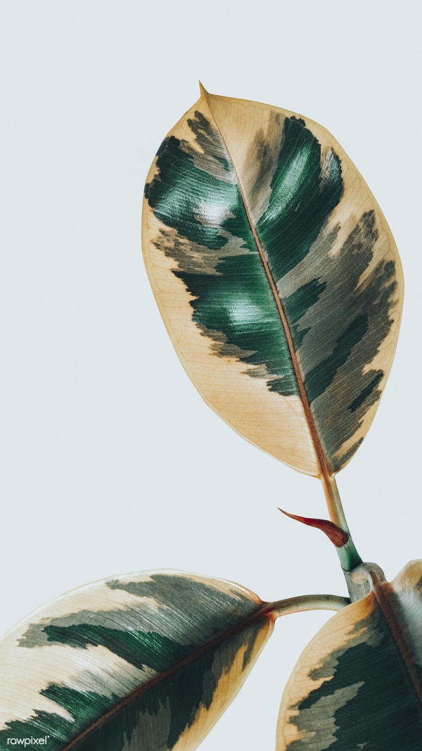 Gummibaum Pflege und Deko Tipps für Hobbygärtner ficus mit einzigartige farben beige grün