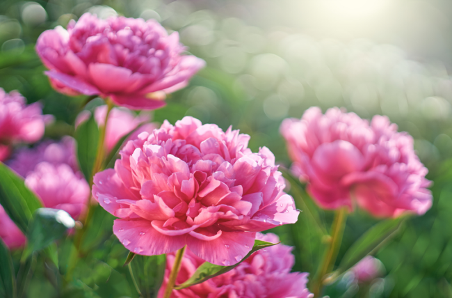 Pfingstrosen pflanzen und pflegen Päonien beheimatet in Europa Ostasien Nordamerika rosa Blüten im Garten