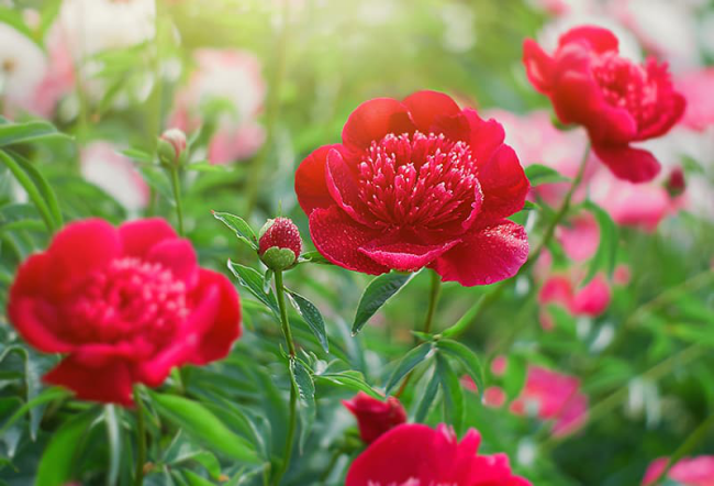 Pfingstrosen pflanzen und pflegen im Garten herrliche Blüten in Rot genießen