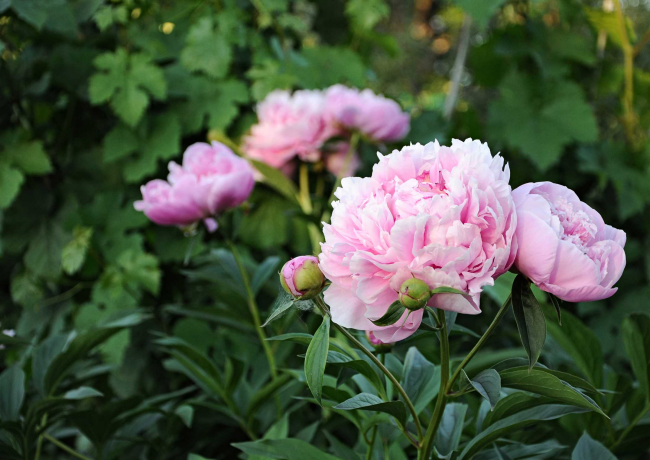 Pfingstrosen pflanzen und pflegen im Garten kniehoch wachen herrliche rosa Blüten