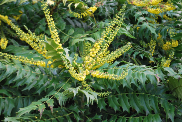 mahonia pflanze verschiedene farben von blättern