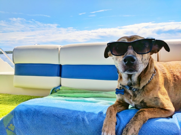 Urlaub mit Hund Hundehaftpflicht und weitere wichtige Tipps hund am pool strand urlaub