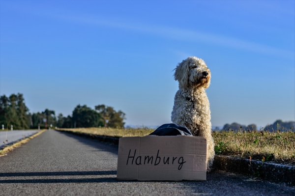 Urlaub mit Hund Hundehaftpflicht und weitere wichtige Tipps hund hitchhiking verloren hamburg