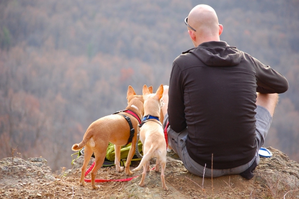 Urlaub mit Hund Hundehaftpflicht und weitere wichtige Tipps kleine hunde im gebirge reise