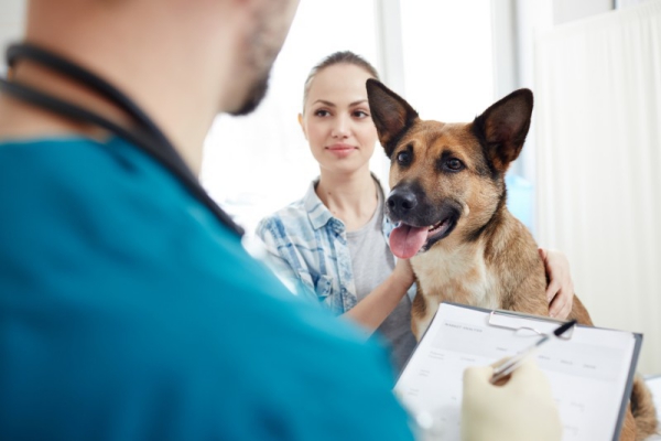 Urlaub mit Hund Hundehaftpflicht und weitere wichtige Tipps tierarzt besuchen impfungen