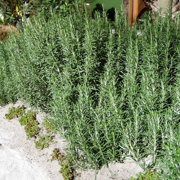rosmarin gruen und duftend winterharte pflanzen