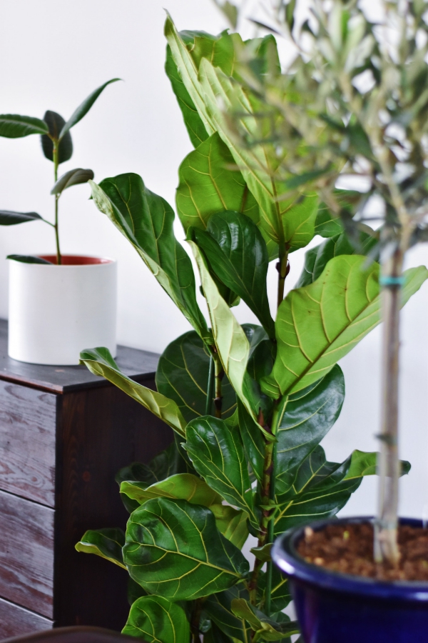 3 Tipps für ein schnelles Upgrade Ihres Zuhauses große immergrüne zimmerpflanzen flora