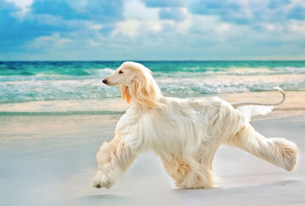 5 nicht haarende Hunde für Allergiker und Putzteufel afghan hound weiß am strand