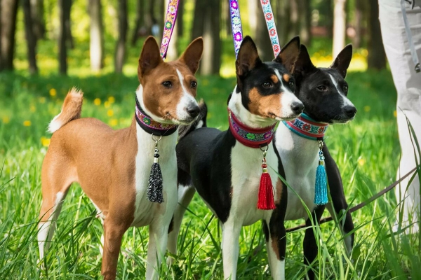 5 nicht haarende Hunde für Allergiker und Putzteufel basenji hunde niedlich