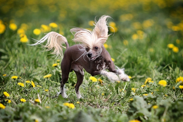 5 nicht haarende Hunde für Allergiker und Putzteufel chinesischer schopfhund rennen