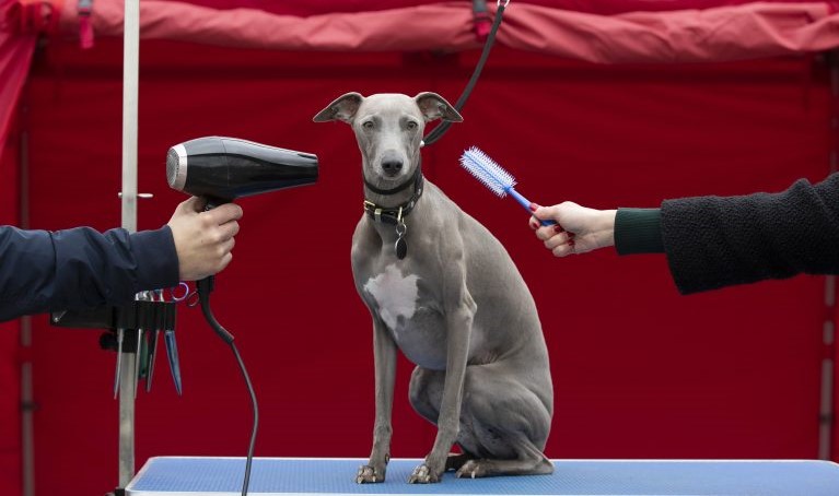 5 nicht haarende Hunde für Allergiker und Putzteufel greyhound bürsten und baden