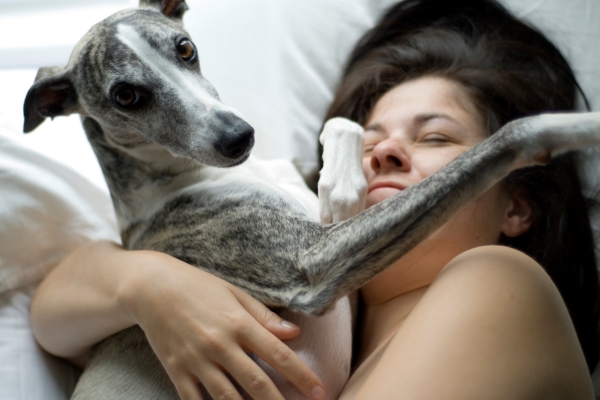 5 nicht haarende Hunde für Allergiker und Putzteufel greyhound im bett couchpotato