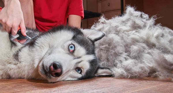 5 nicht haarende Hunde für Allergiker und Putzteufel husky haaren bürsten
