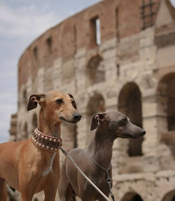 5 nicht haarende Hunde für Allergiker und Putzteufel italienisches windspiel italian greyhound