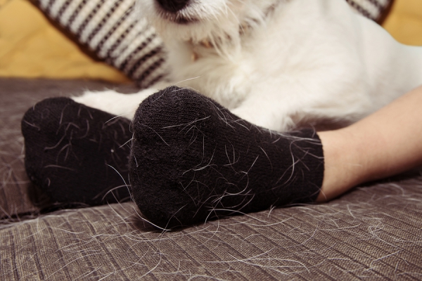5 nicht haarende Hunde für Allergiker und Putzteufel keine haare im couch mehr