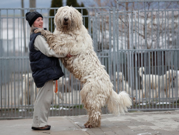 5 nicht haarende Hunde für Allergiker und Putzteufel komondor riesig hund