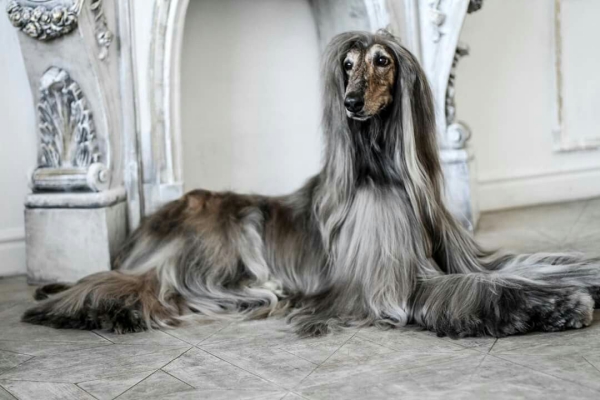 5 nicht haarende Hunde für Allergiker und Putzteufel luxus hund afghanischer windhund grau